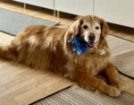 My Golden Retriever "Penny"