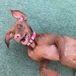 Our Office Mascot - Aspen!