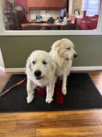 We love our furry friends!