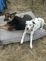 Jim's dogs, Greta and Libby