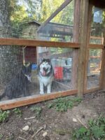 Katy's dogs, Willow and Ana, admiring the chickens